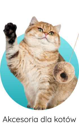 akcesoria dla kotów