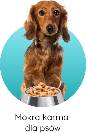 mokra karma dla psów