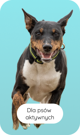 Dla psów aktywnych