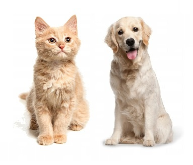 Sandezja sucha dezynfekcja 10kg