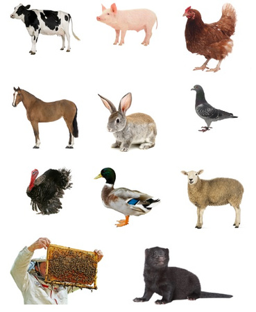 Sandezja sucha dezynfekcja 10kg