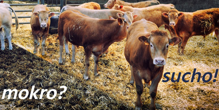 Sandezja sucha dezynfekcja 10kg